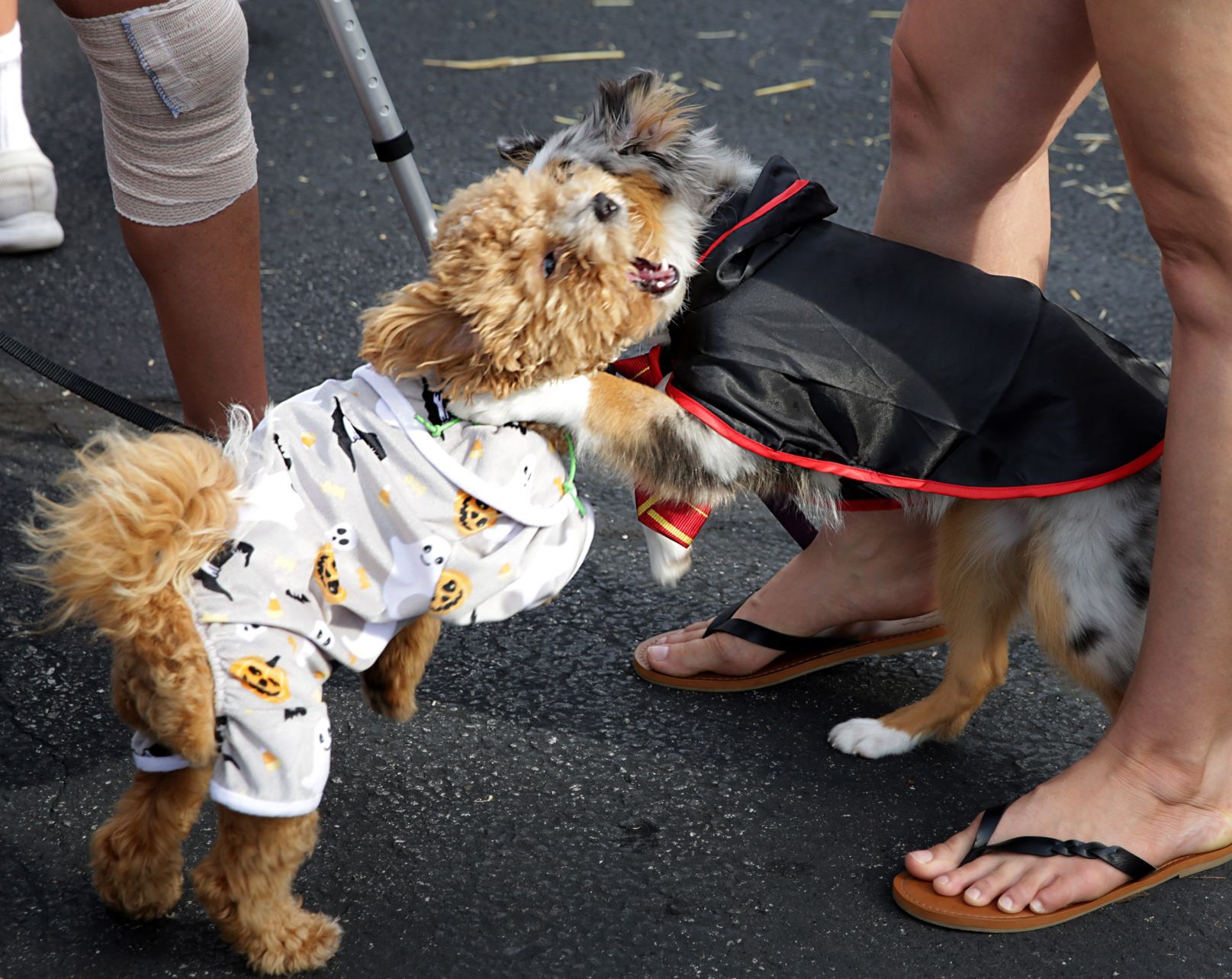 Paw Parade